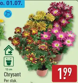 ALDI Chrysant aanbieding