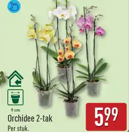 ALDI Orchidee 2-tak aanbieding