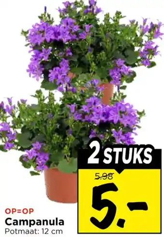 Vomar Voordeelmarkt Campanula aanbieding
