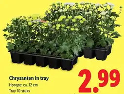 Lidl Chrysanten in tray aanbieding