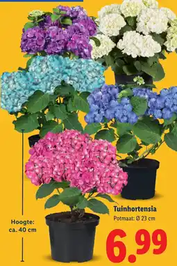 Lidl Tuinhortensia aanbieding
