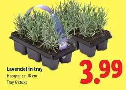 Lidl Lavendel in tray aanbieding