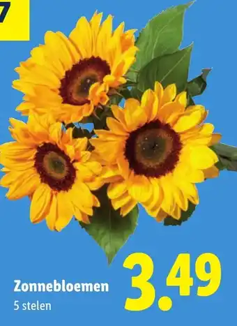 Lidl Zonnebloemen aanbieding