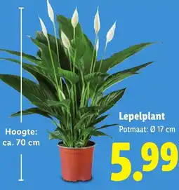 Lidl Lepelplant aanbieding