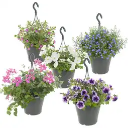 Albert Heijn AH Perkplant in hangpot p27 XL aanbieding