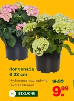 Welkoop Hortensia aanbieding