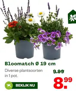 Welkoop Bloomatch Ø 19 cm aanbieding