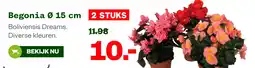 Welkoop Begonia aanbieding