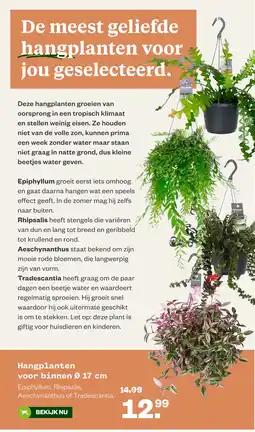 Welkoop Hangplanten voor binnen Ø 17 cm aanbieding