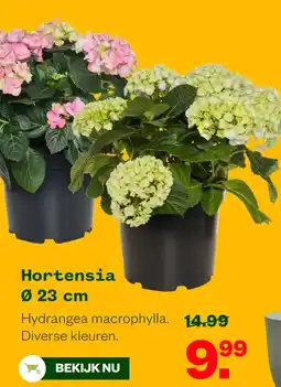 Welkoop Hortensia aanbieding