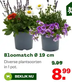 Welkoop Bloomatch aanbieding