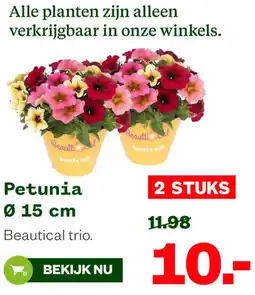 Welkoop Petunia aanbieding