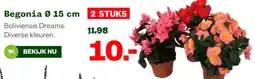 Welkoop Begonia aanbieding