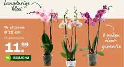 Welkoop Orchidee aanbieding