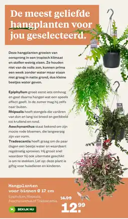 Welkoop Hangplanten voor binnen aanbieding
