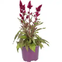 Dirk Celosia deep purple pot 12cm aanbieding