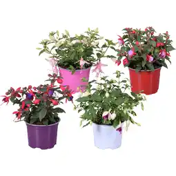 Dirk Fuchsia aanbieding