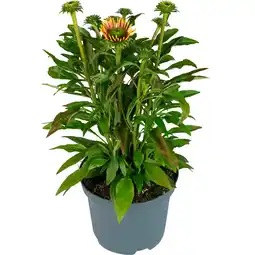 Dekamarkt DekaMarkt Zonnehoed echinicea p19 aanbieding
