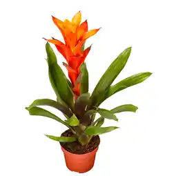 Dekamarkt DekaMarkt Bromelia aanbieding