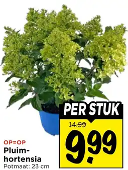 Vomar Voordeelmarkt Pluim hortensia aanbieding