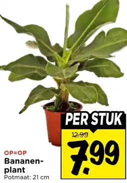 Vomar Voordeelmarkt Bananenplant aanbieding