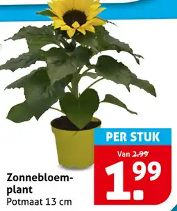 Hoogvliet Zonnebloem plant aanbieding