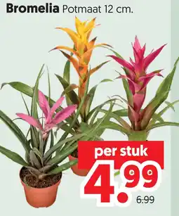 Dekamarkt Bromelia aanbieding