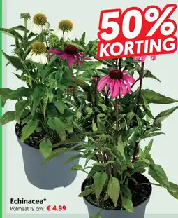 Dekamarkt Echinacea aanbieding