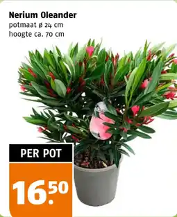 Poiesz Nerium Oleander aanbieding