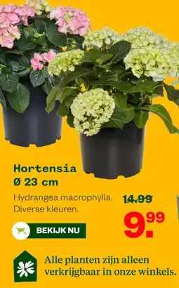 Welkoop HortensiaØ 23 cm aanbieding