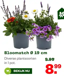 Welkoop Bloomatch 0 19 cm aanbieding