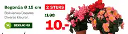 Welkoop Begonia 0 15 cm aanbieding