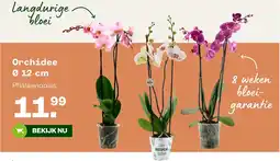 Welkoop Orchidee Ø 12 cm aanbieding