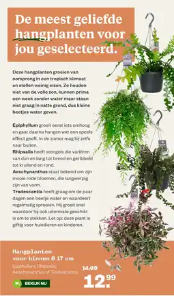 Welkoop Hangplanten voor binnen Ø 17 cm aanbieding