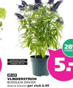 Ranzijn VLINDERSTRUIK aanbieding