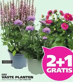 Ranzijn VASTE PLANTEN aanbieding