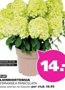 Ranzijn PLUIMHORTENSIA aanbieding
