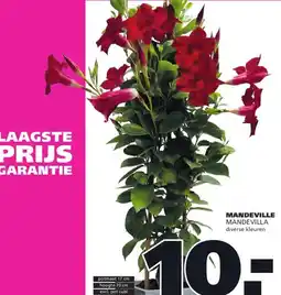 Ranzijn MANDEVILLE MANDEVILLA aanbieding