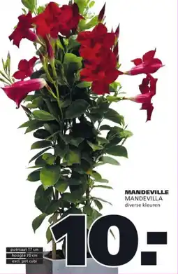 Ranzijn Mandeville aanbieding