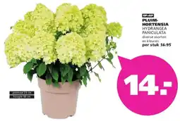 Ranzijn Pluimhortensia aanbieding