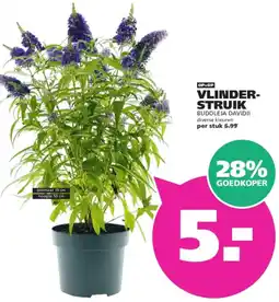 Ranzijn Vlinderstruik aanbieding
