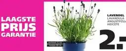 Ranzijn LAVENDEL aanbieding