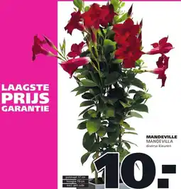 Ranzijn MANDEVILLE MANDEVILLA diverse kleuren aanbieding