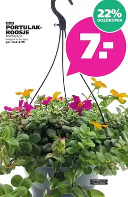 Ranzijn PORTULAK- ROOSJE aanbieding