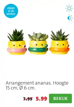 Intratuin Arrangement ananas. Hoogte 15 cm, Ø 6 cm. aanbieding