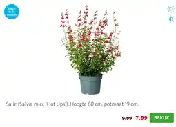 Intratuin Salie (Salvia micr. ‘Hot Lips’). Hoogte 60 cm, potmaat 19 cm. aanbieding