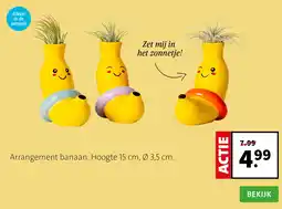 Intratuin Arrangement banaan. Hoogte 15 cm, Ø 3,5 cm. aanbieding