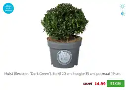 Intratuin Hulst (Ilex cren. ‘Dark Green’). Bol Ø 20 cm, hoogte 35 cm, potmaat 19 cm. aanbieding