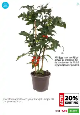 Intratuin Snoeptomaat (Solanum lycop. ‘Candy’). Hoogte 60 cm, potmaat 14 cm. aanbieding