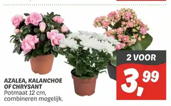 Dekamarkt Azalea, kalanchoe of chrysant aanbieding